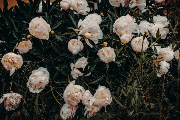 Les Équipements Incontournables pour le Jardinage